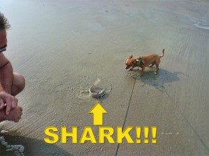 shark