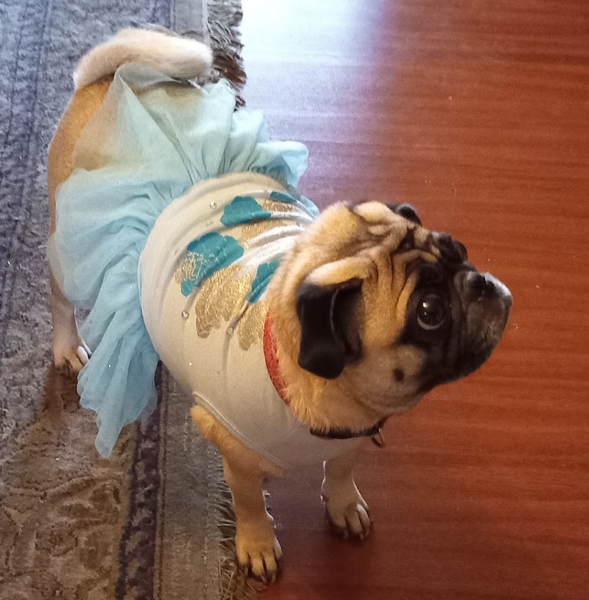 I feel pretty dog sales dress